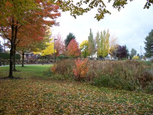 Fall in Gresham. Trees peak at different times!