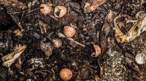 food-scraps-compost