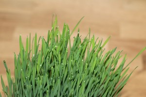 cat-grass-1524834_960_720